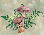 Mushroom 1